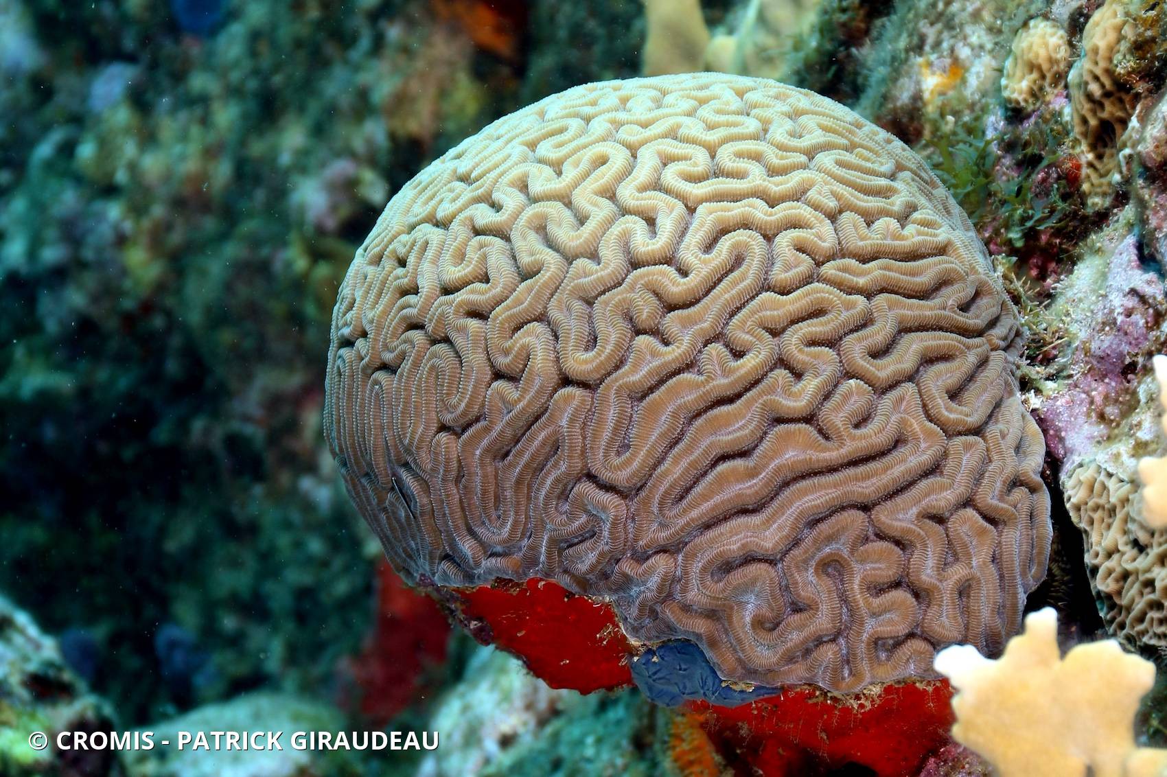 Corail cerveau de Neptune