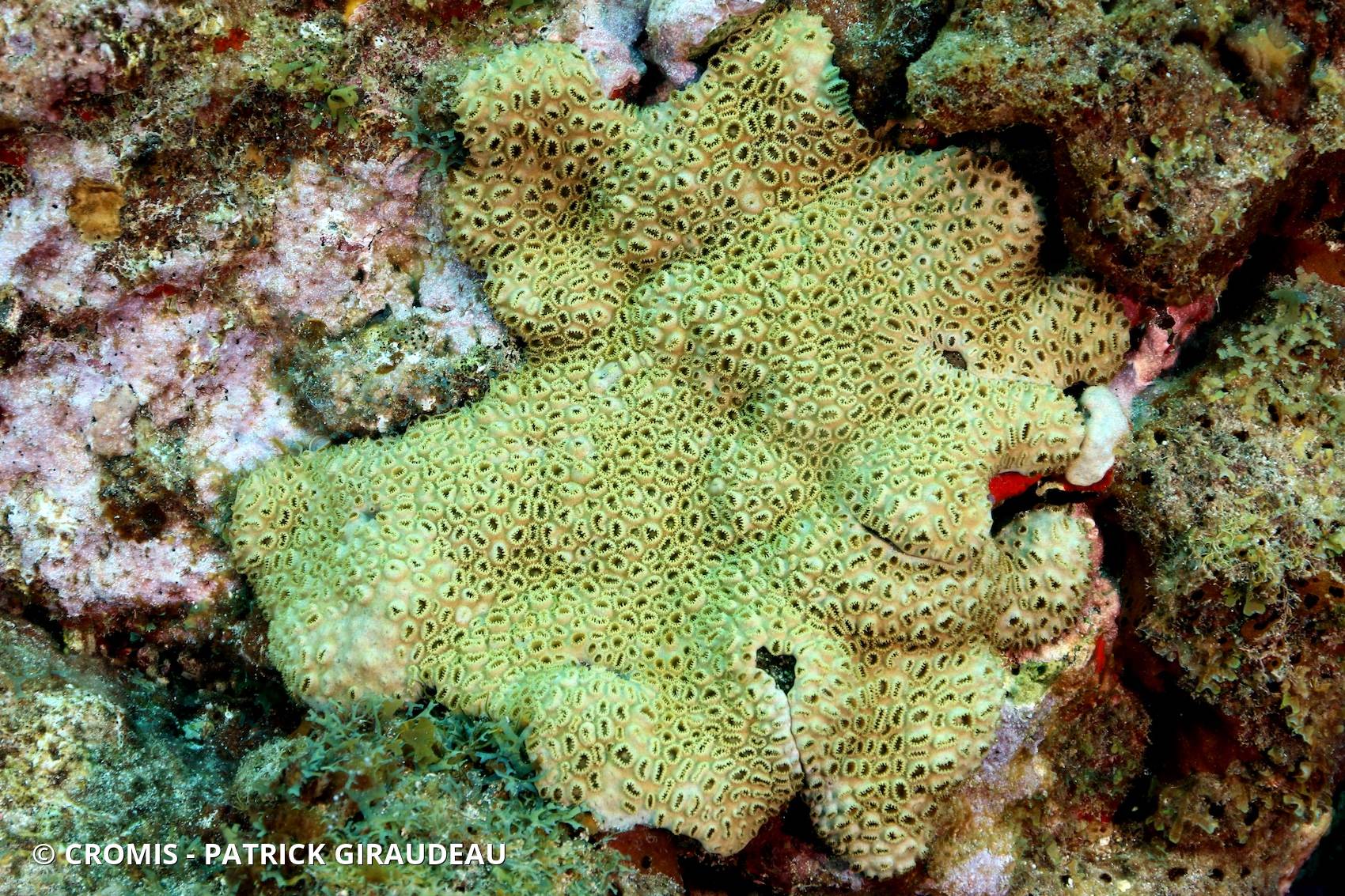 Zoanthaire caraïbe brun
