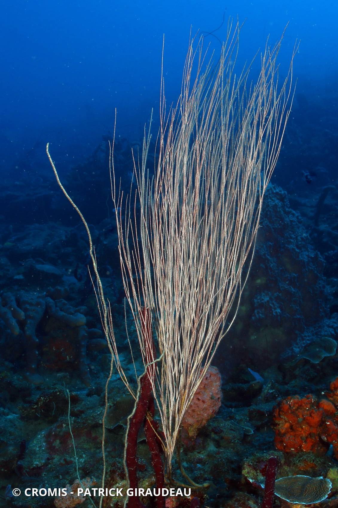 Gorgone fouet des Caraïbes