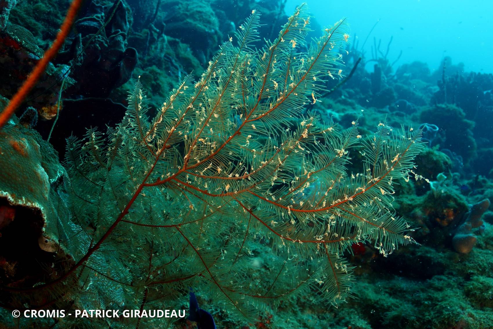 Corail noir plumeux
