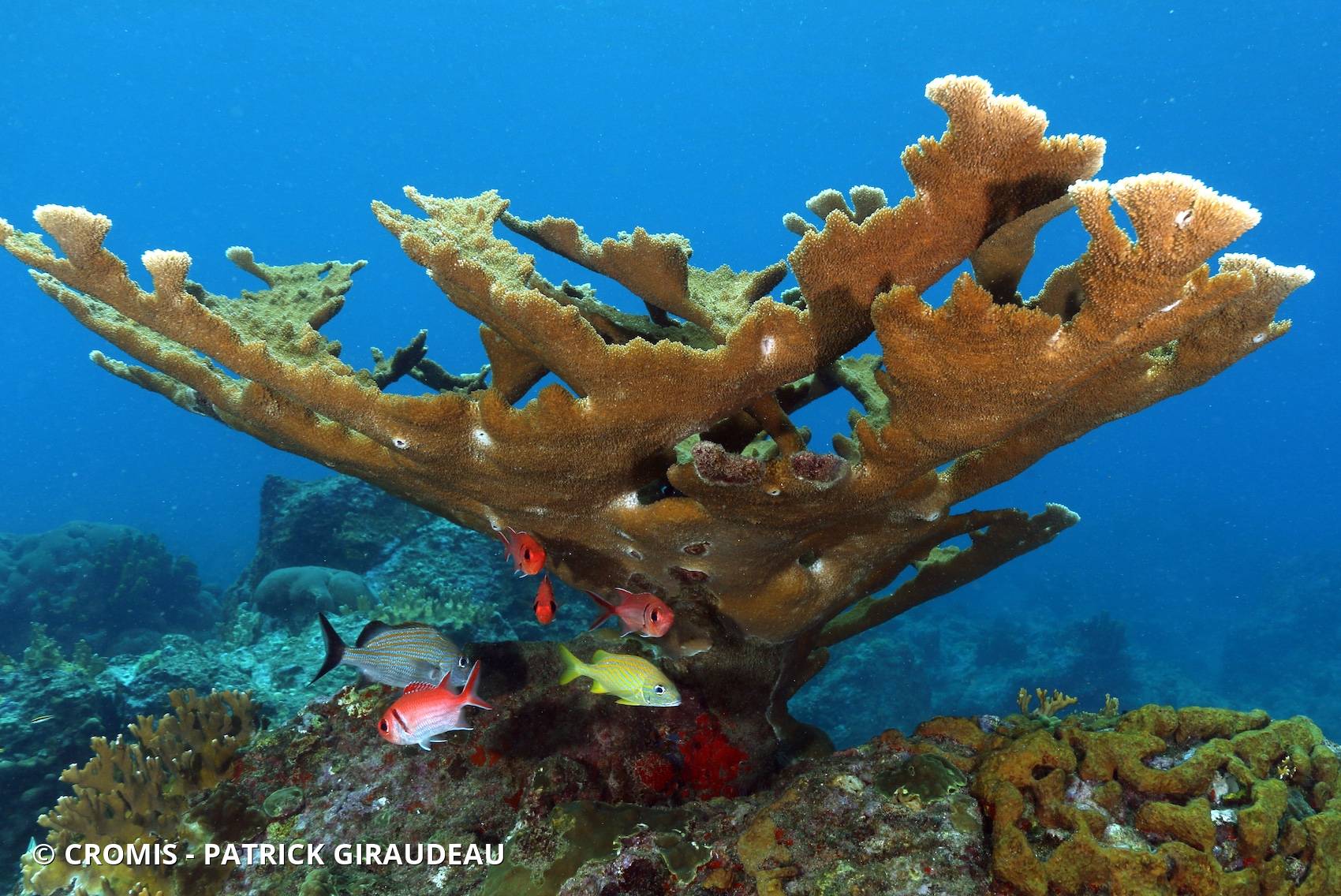 Corail corne d'élan
