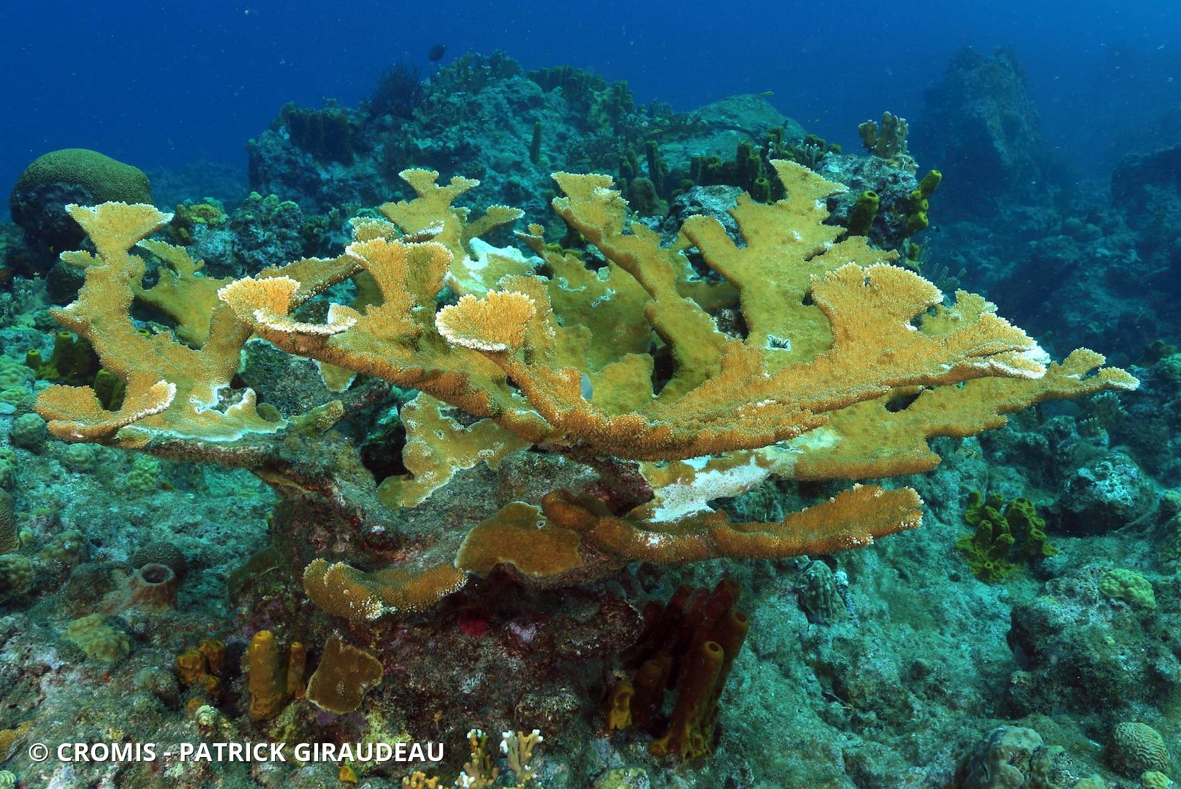 Corail corne d'élan