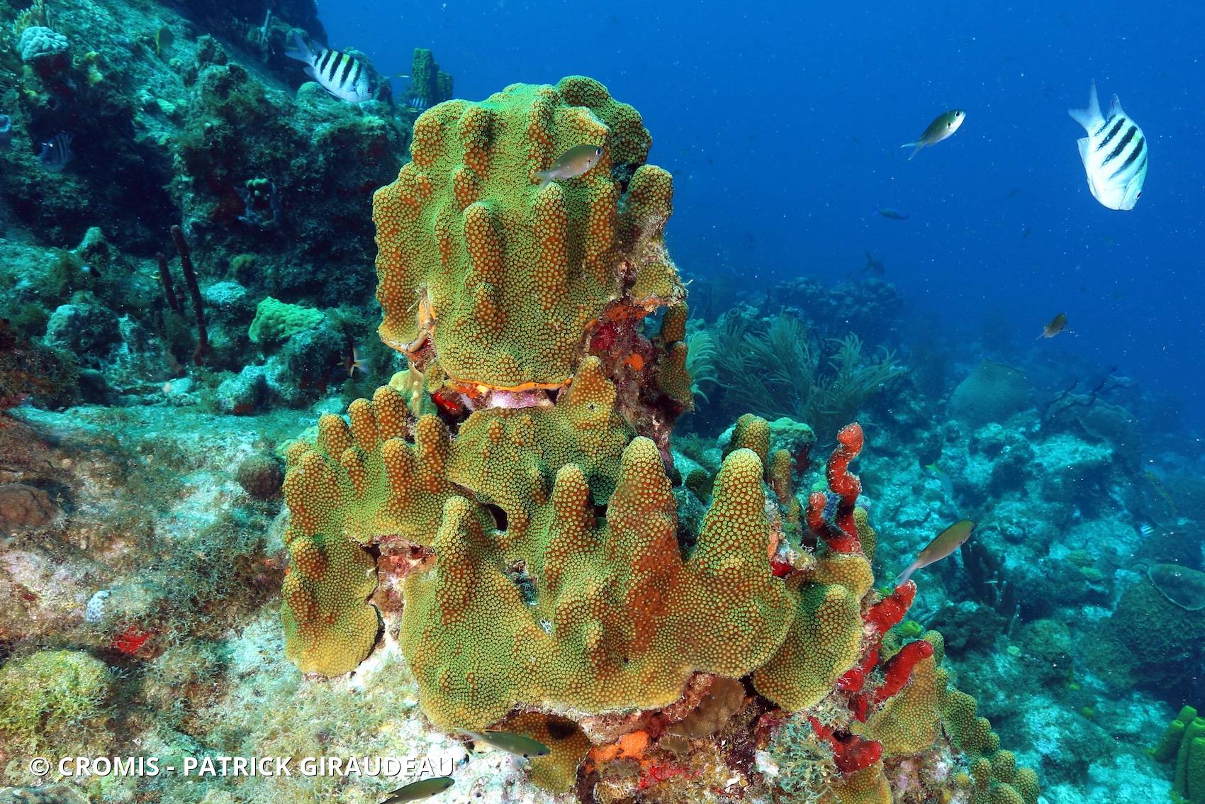 Corail étoilé à bosses