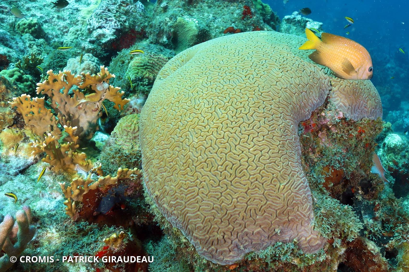 Corail cerveau de Neptune