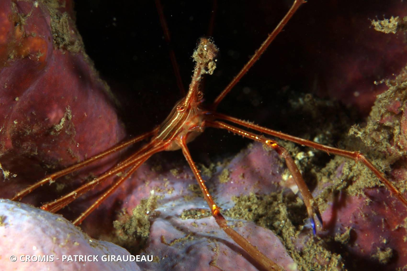 Araignée nez pointu