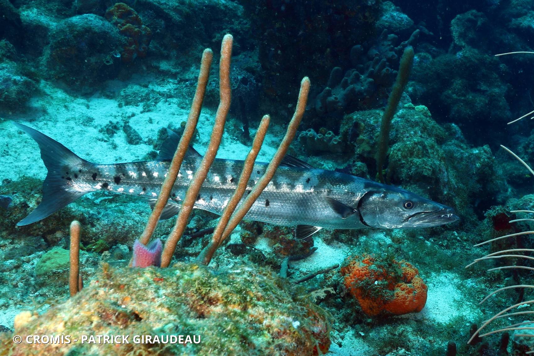 Grand barracuda