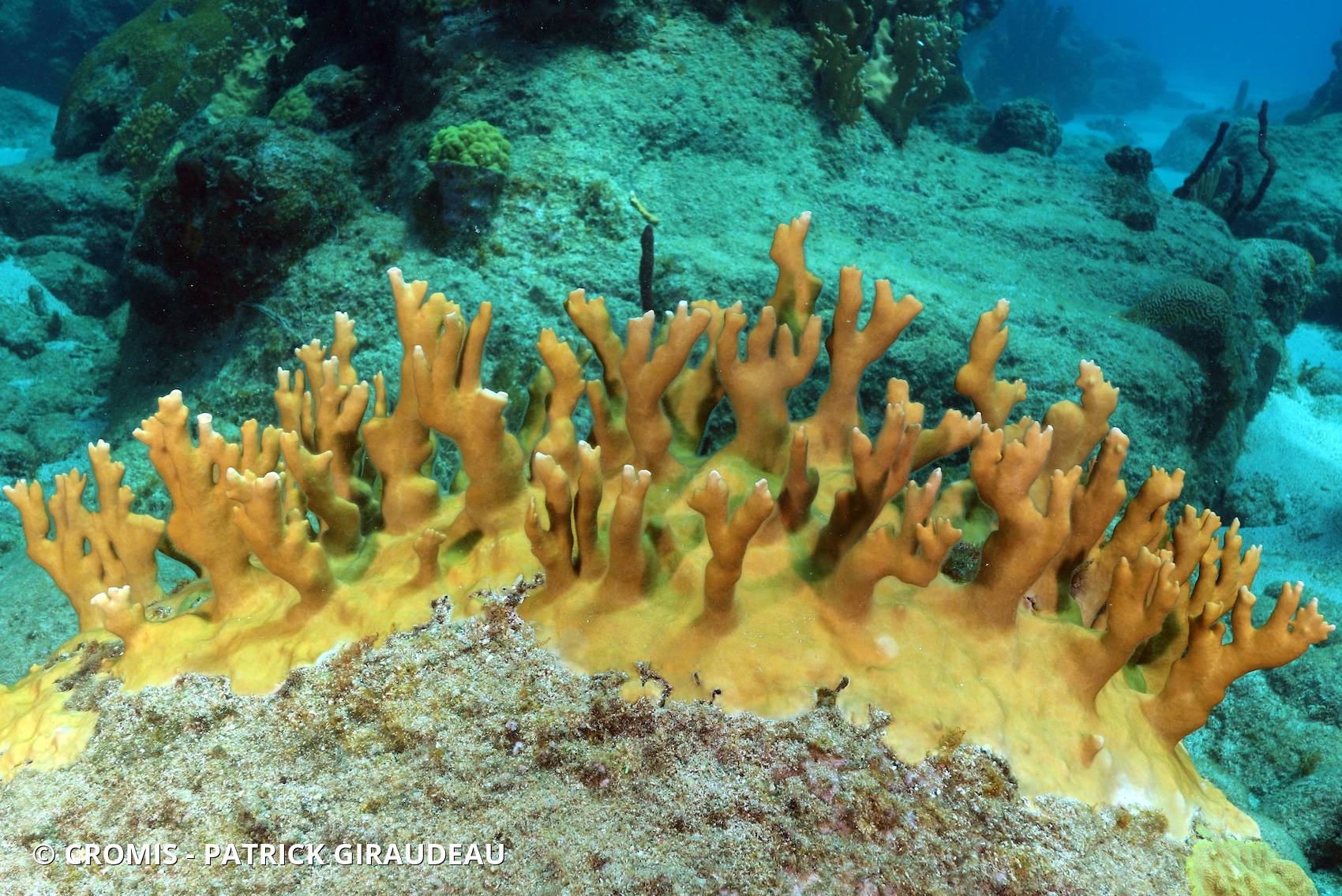 Corail de feu branchu