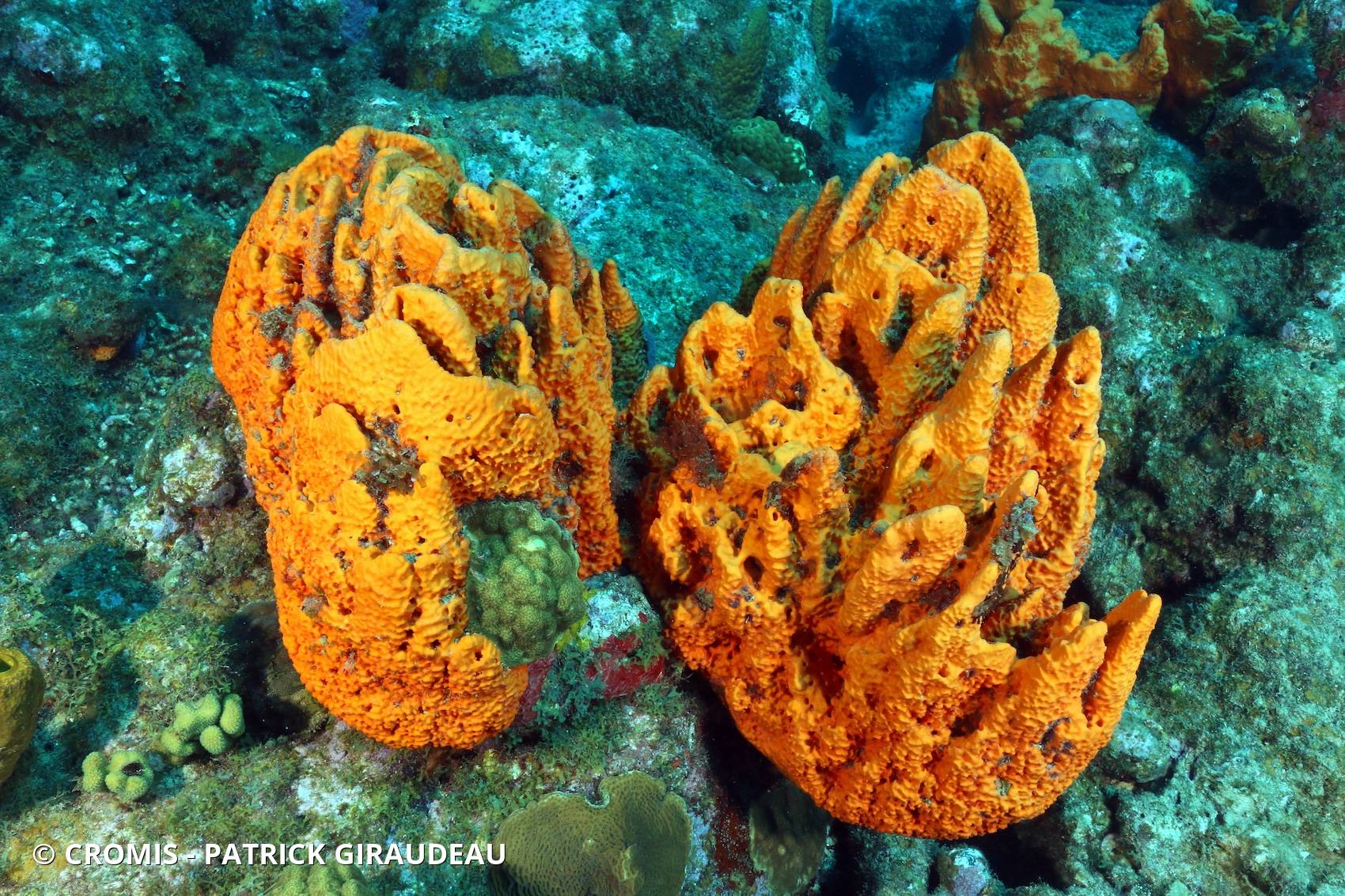 Eponge orange