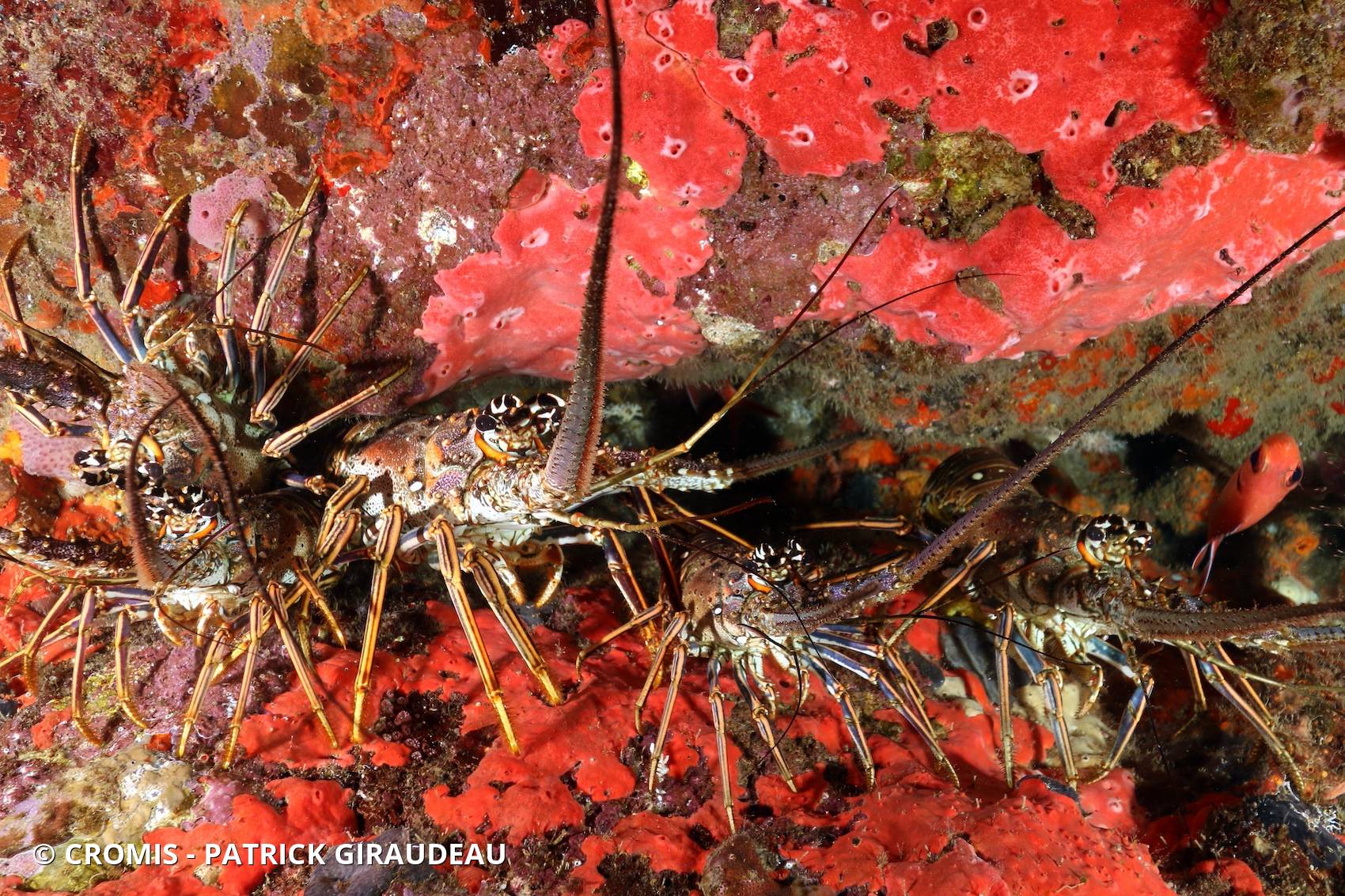 Langouste des Caraïbes