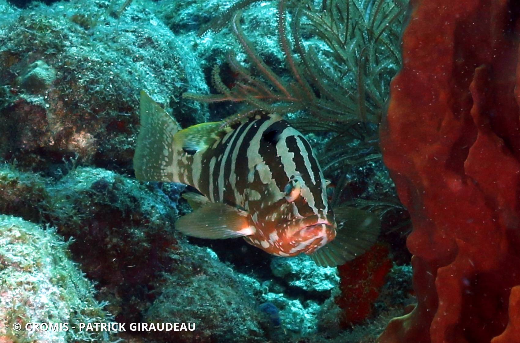 Mérou de Nassau