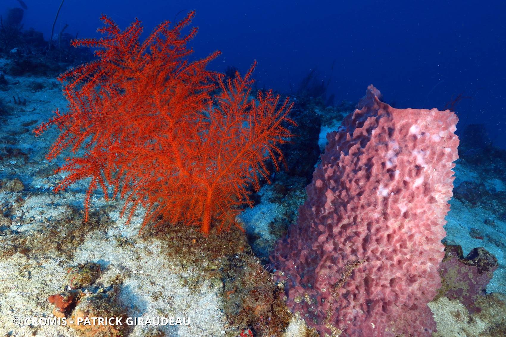 Gorgone éventail orange des profondeurs