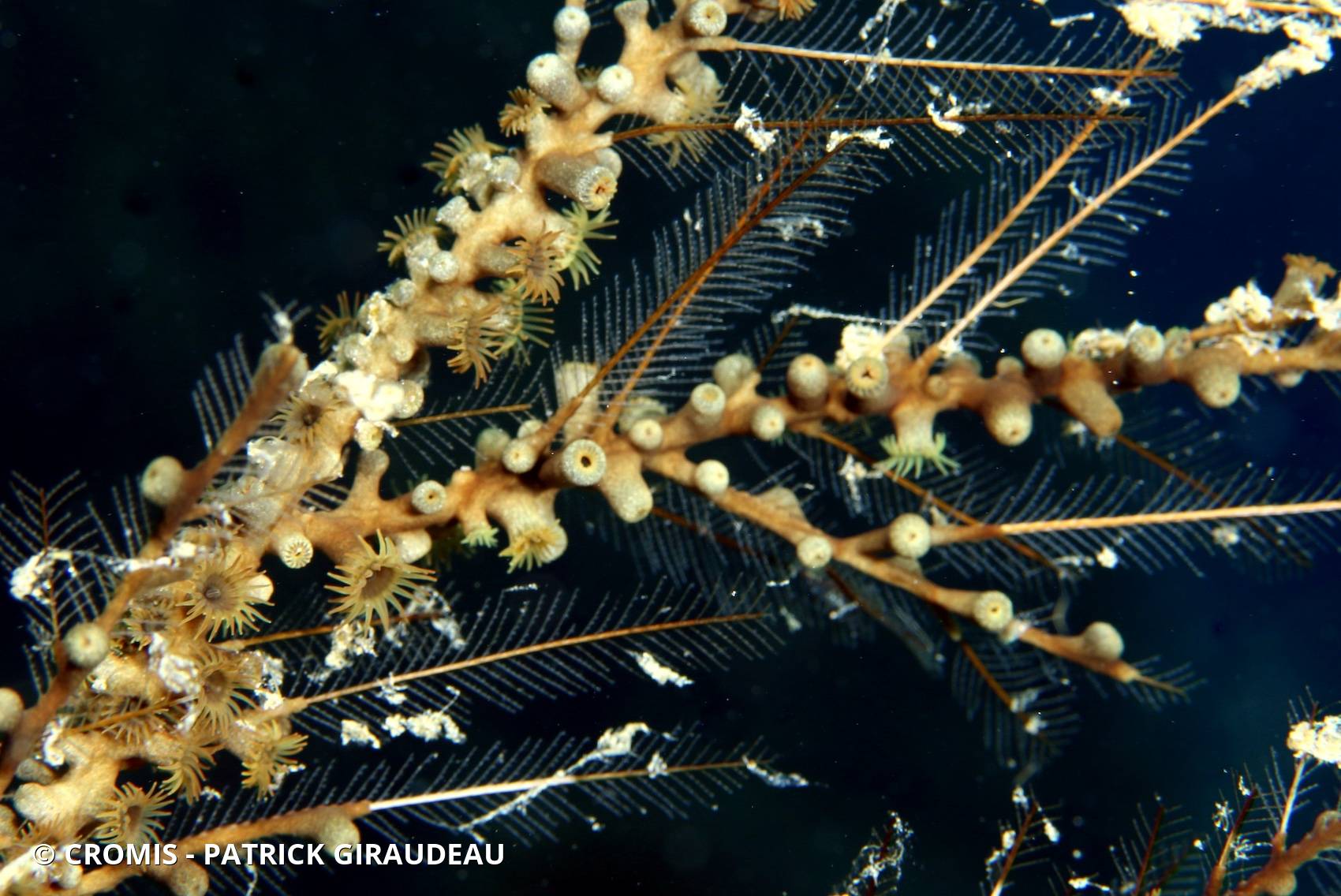 Zoanthaires des Hydraires