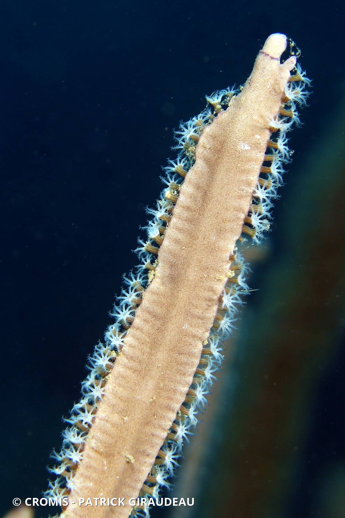 Gorgone martinet