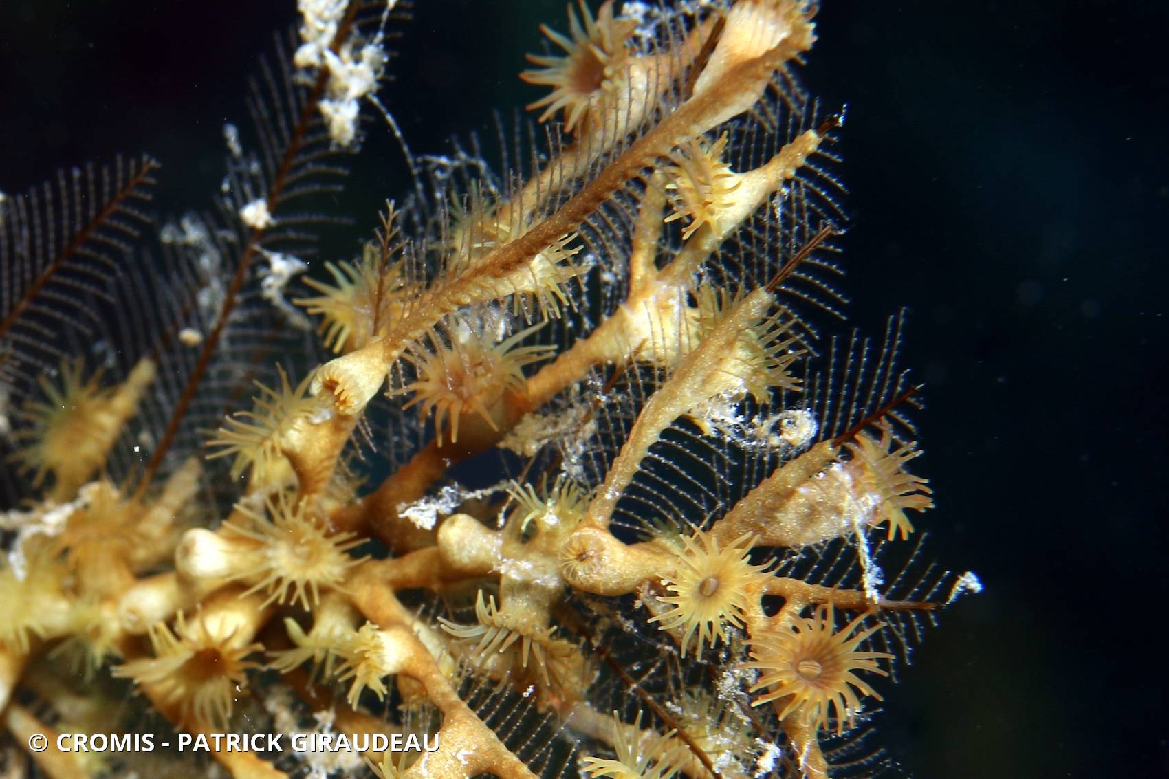 Zoanthaires des Hydraires