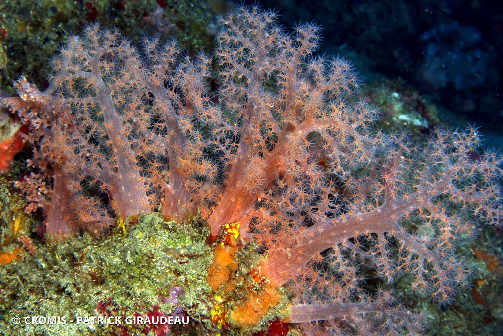 Alcyonaire pastel