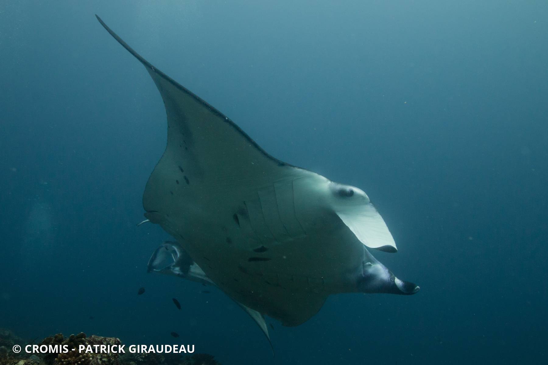 Manta des récifs