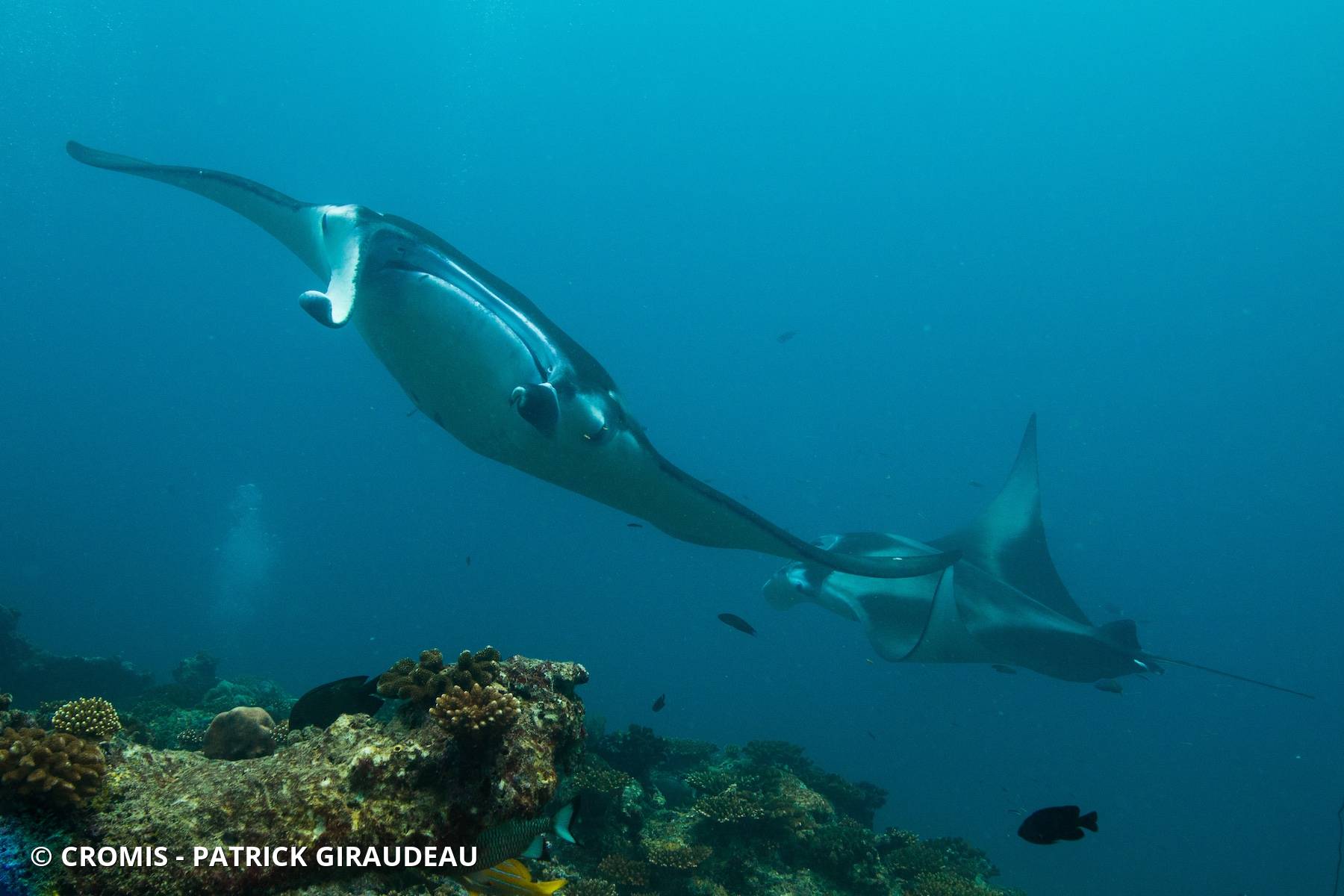 Manta des récifs