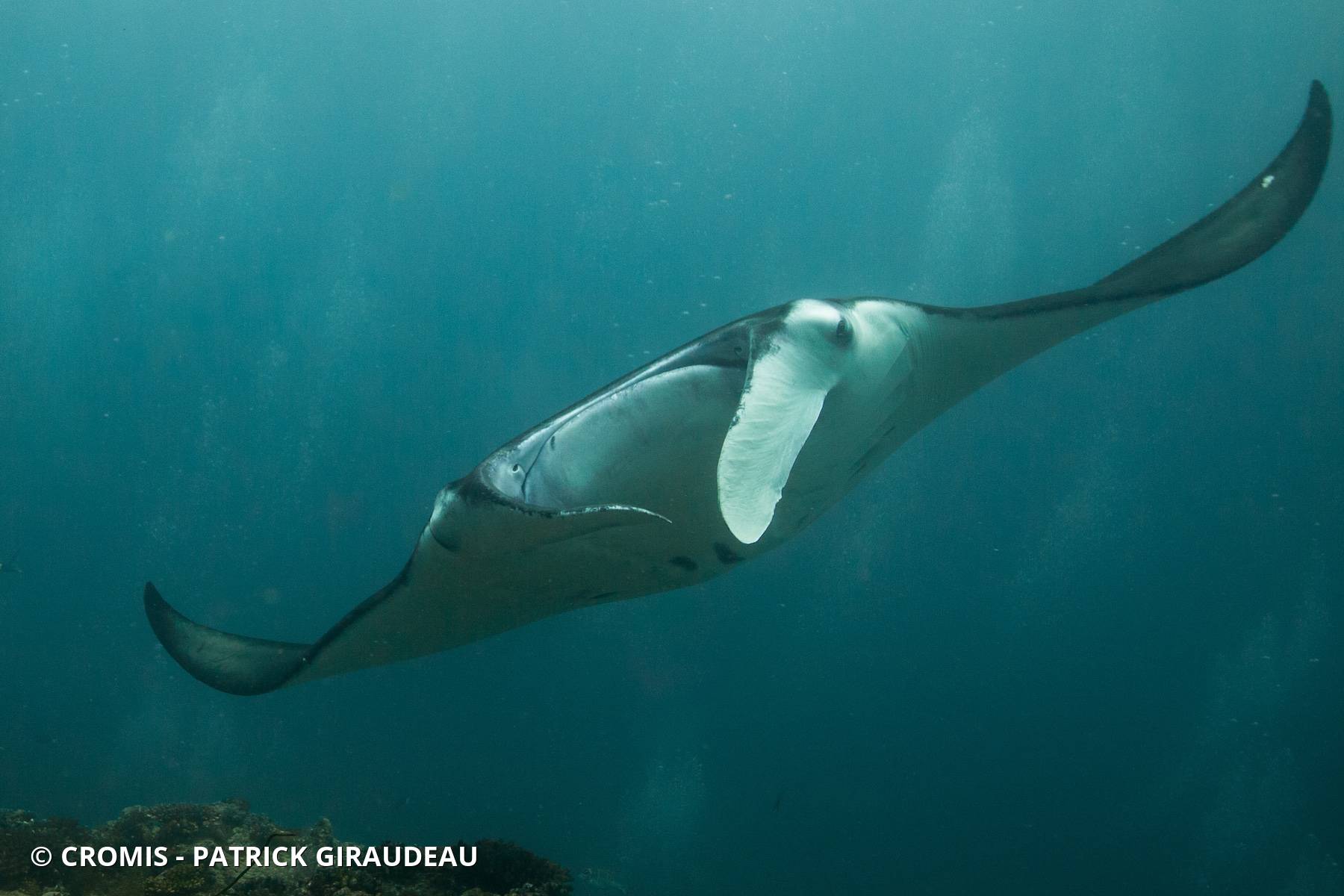 Manta des récifs