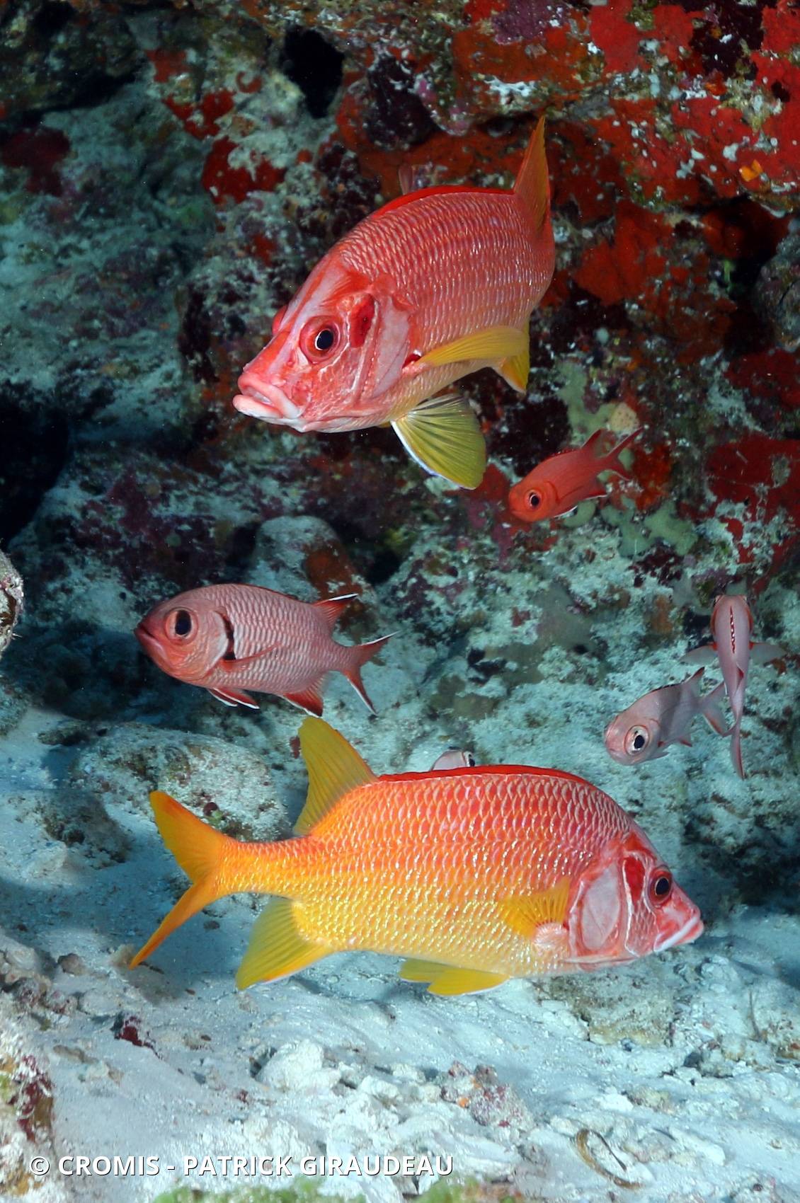 Poisson-écureuil géant