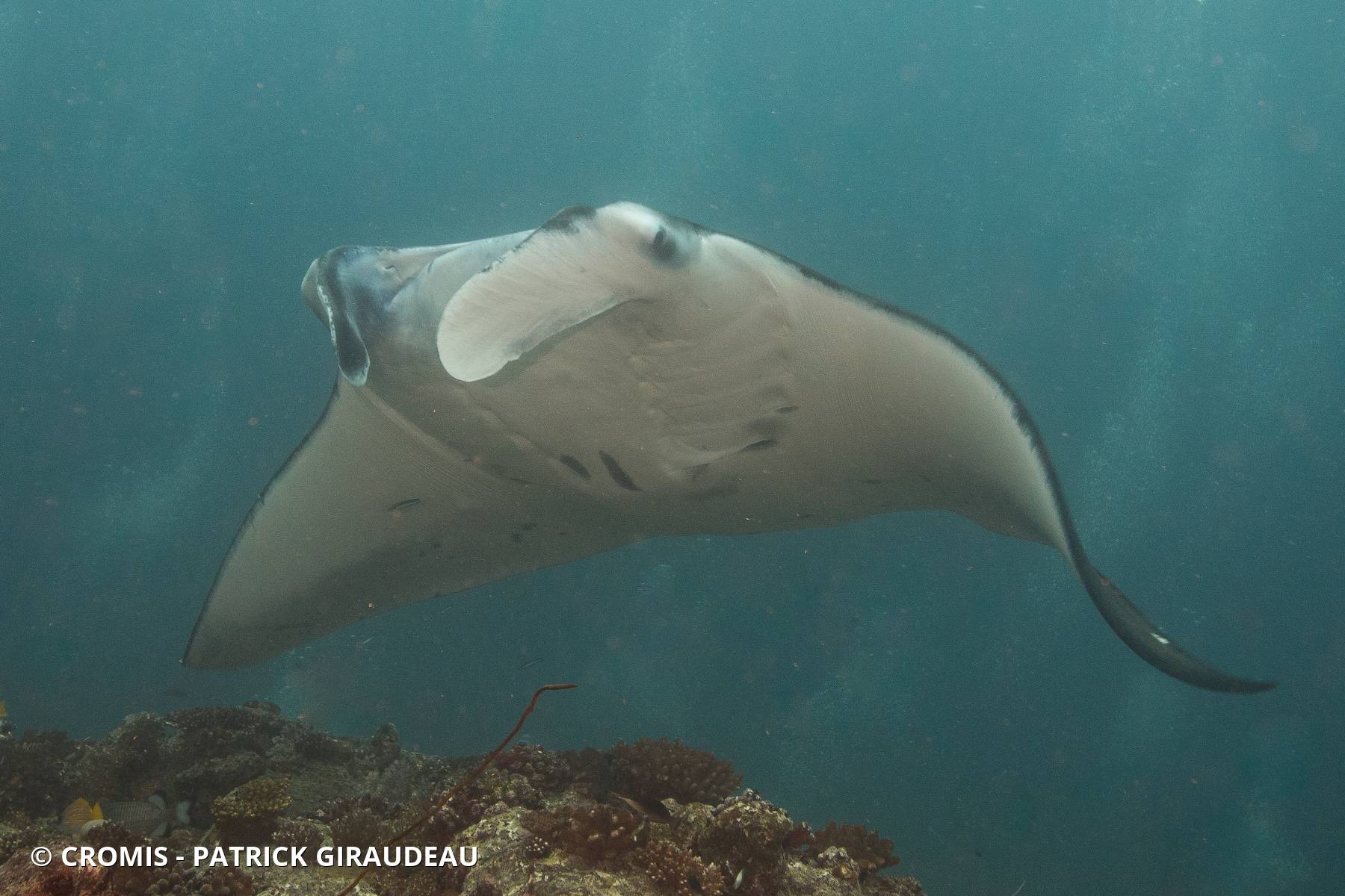 Manta des récifs