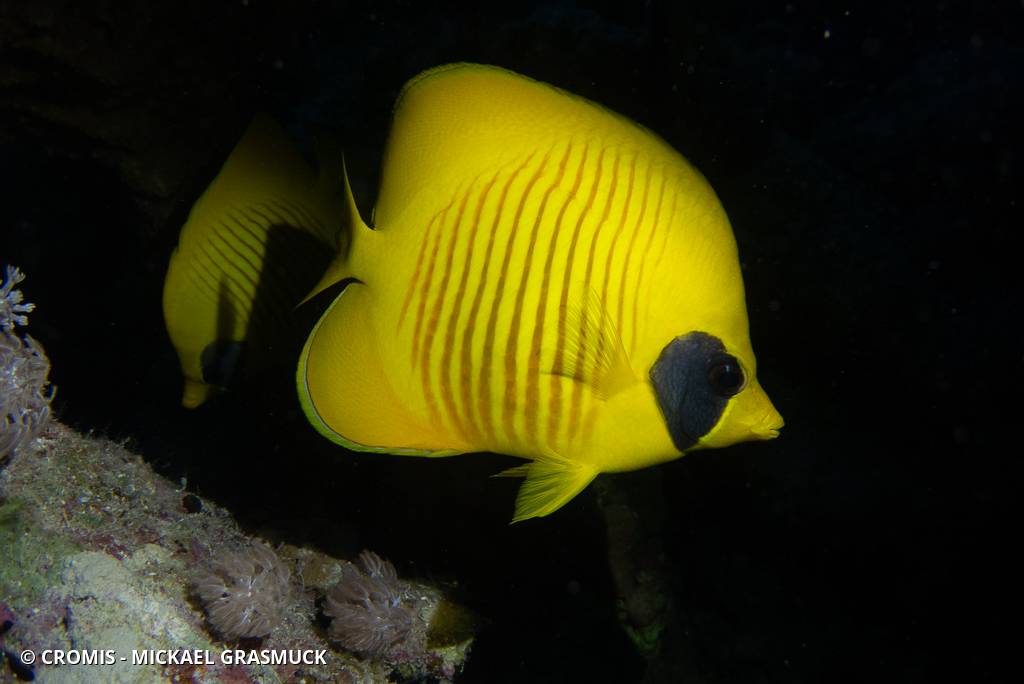 Poisson-papillon jaune masqué