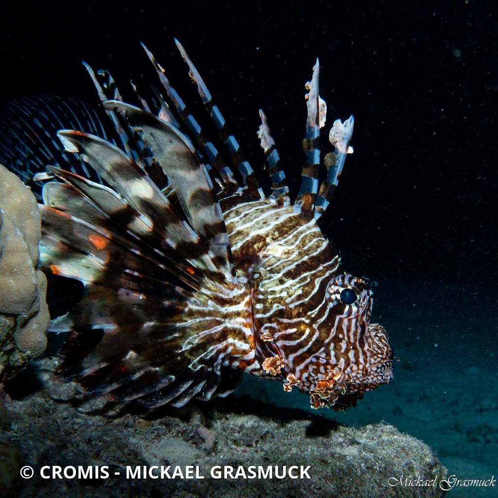 Poisson-lion de Mer Rouge