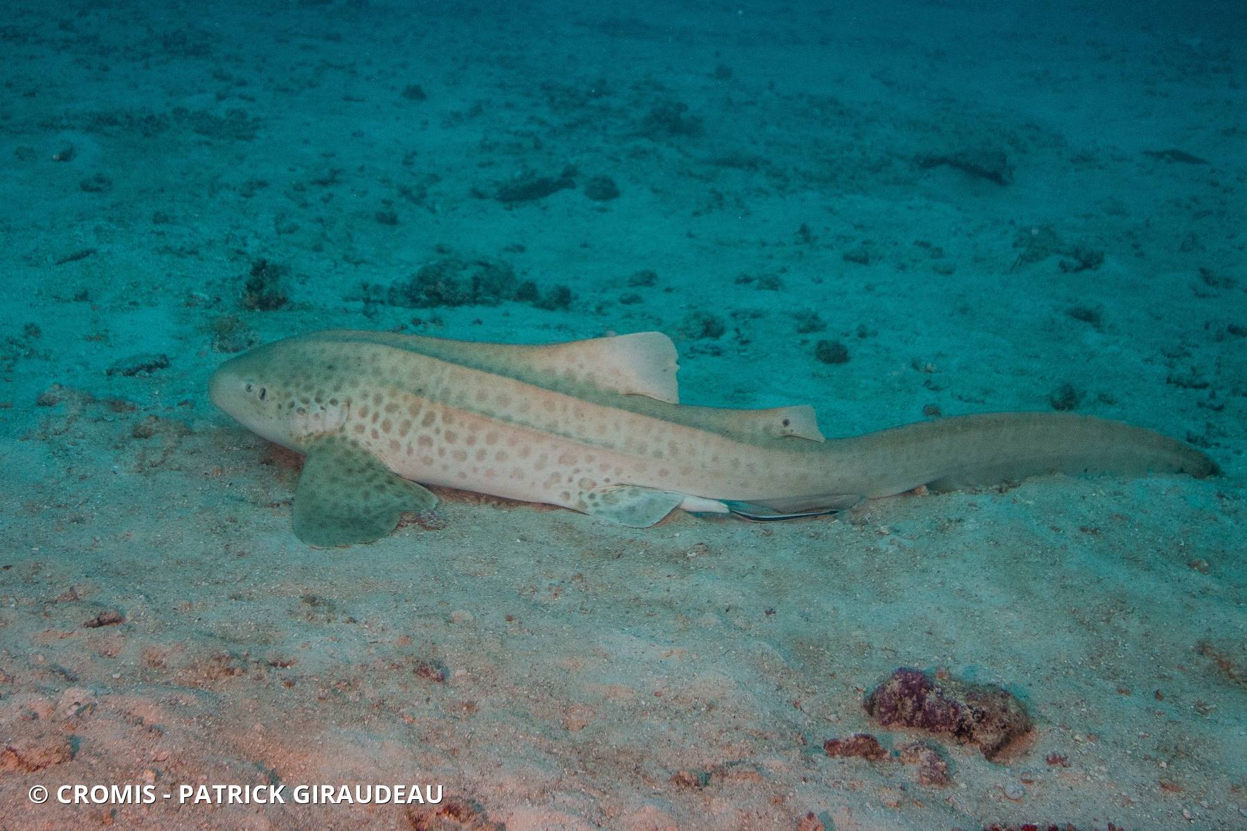 Requin léopard