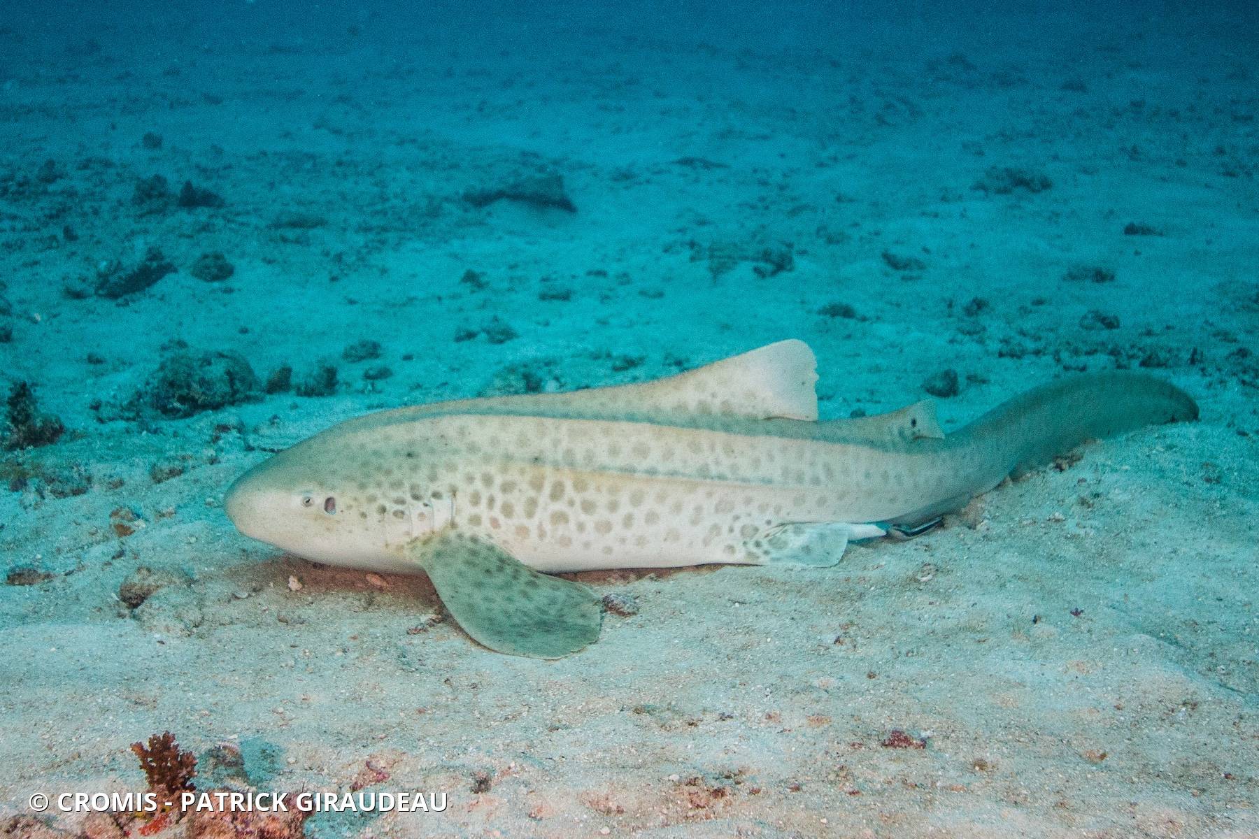 Requin léopard