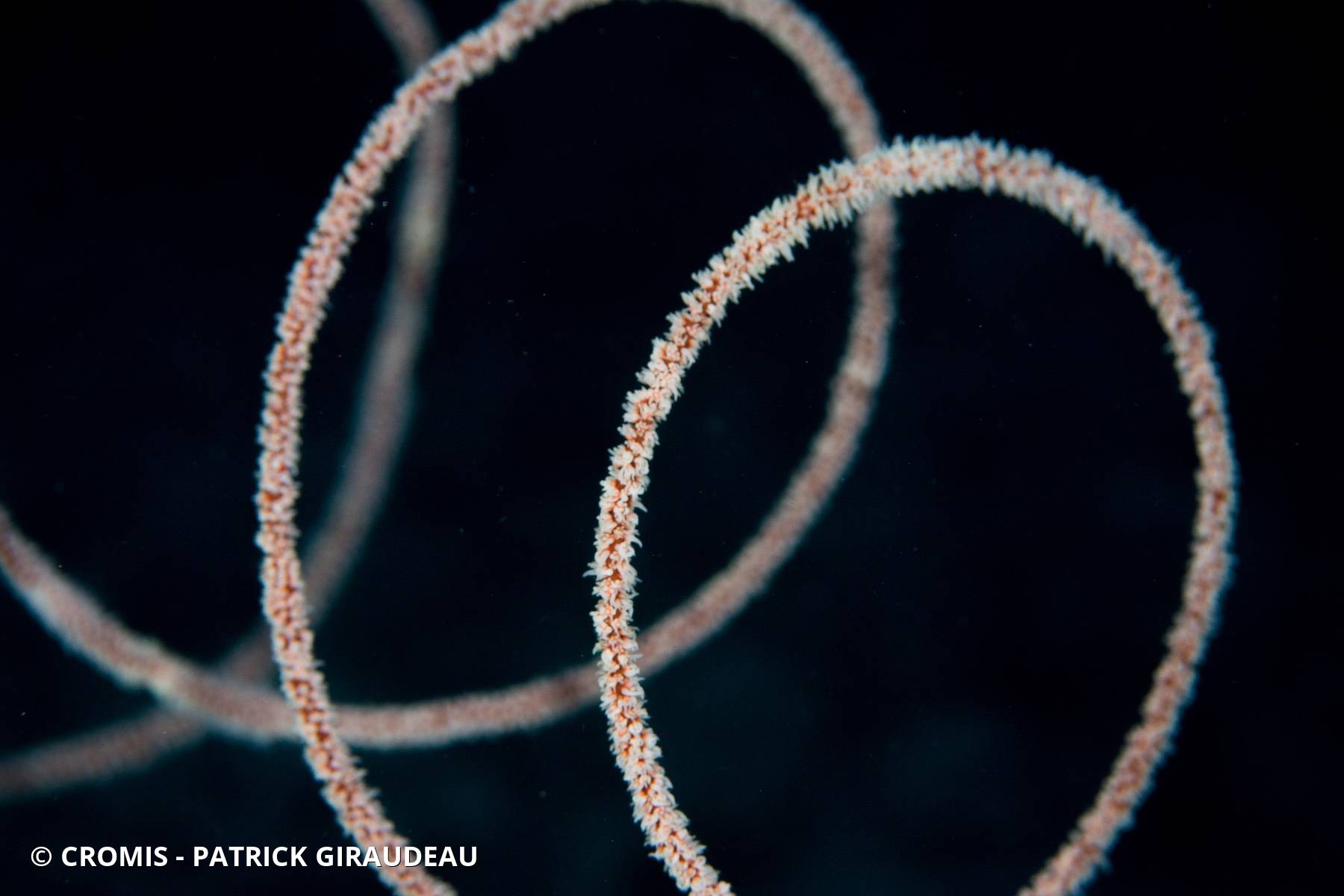 Corail spiralé blanc