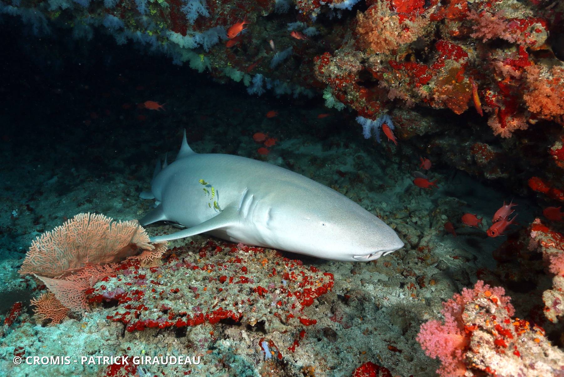 Requin nourrice fauve