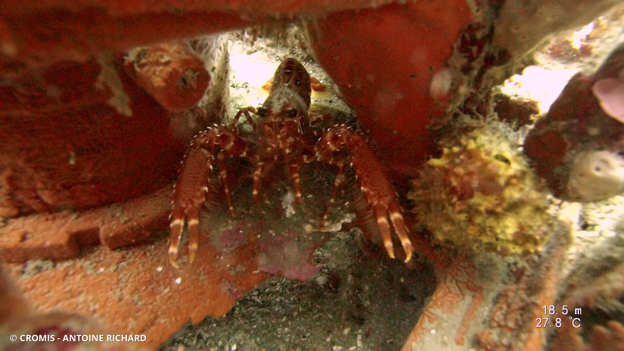 Homard des Antilles