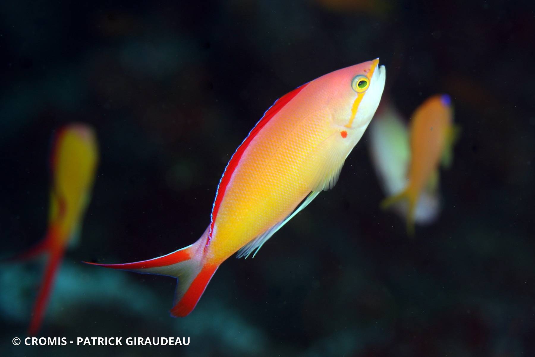 Anthias à tache rouge