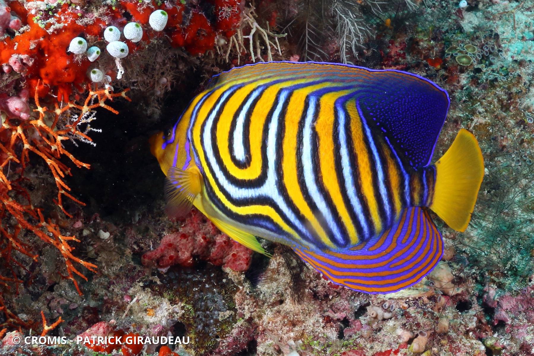 Poisson-ange duc