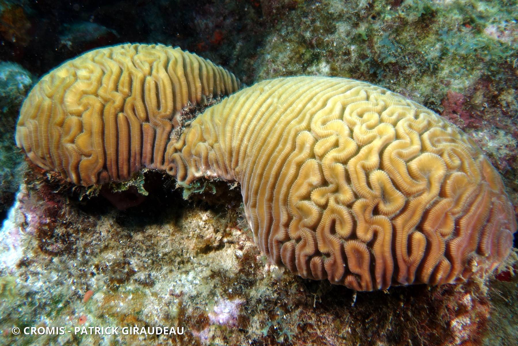 Corail cerveau de Neptune