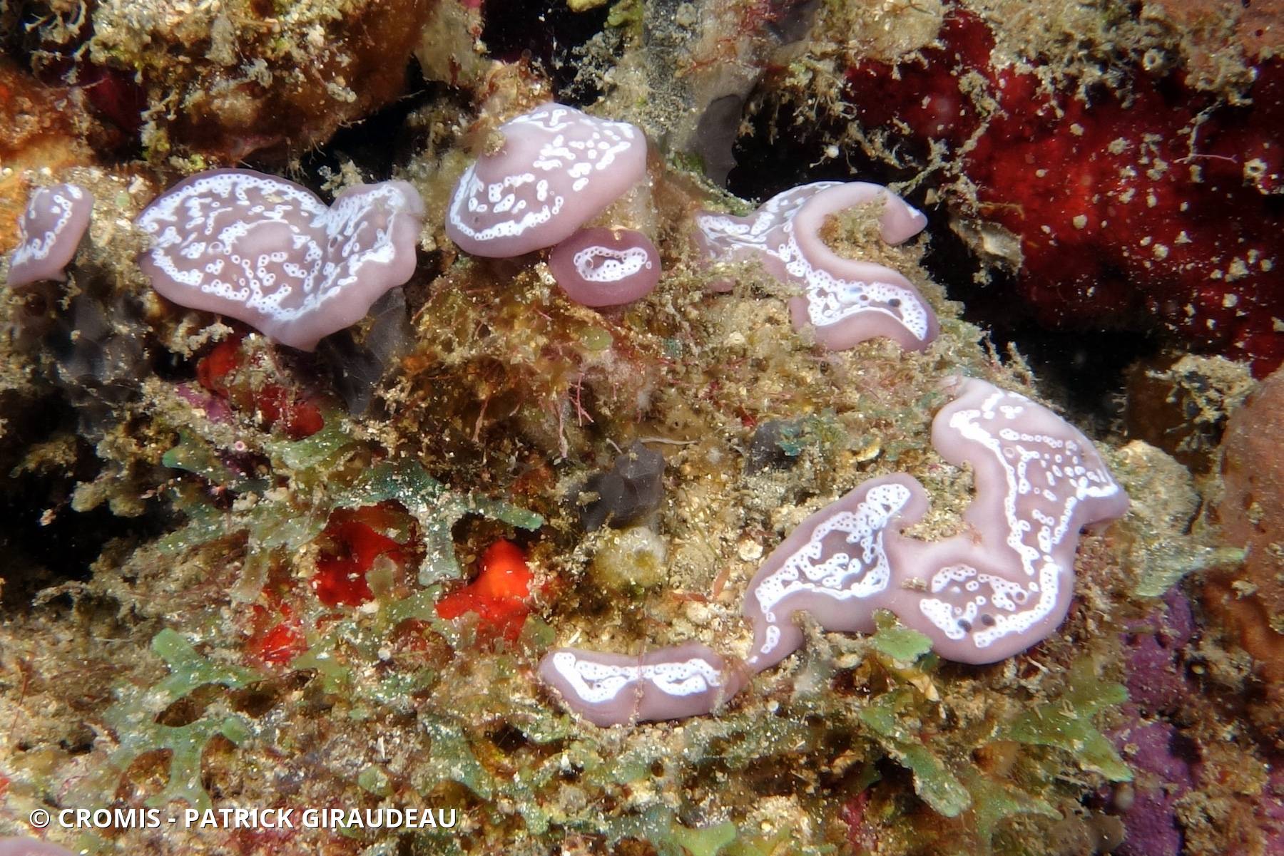 Trididemnum à cyanobactérie