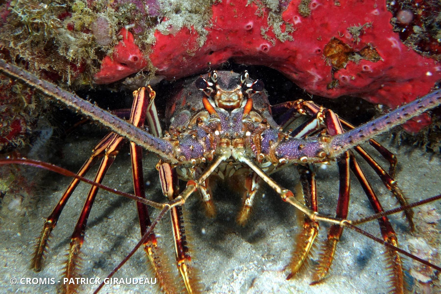 Langouste des Caraïbes