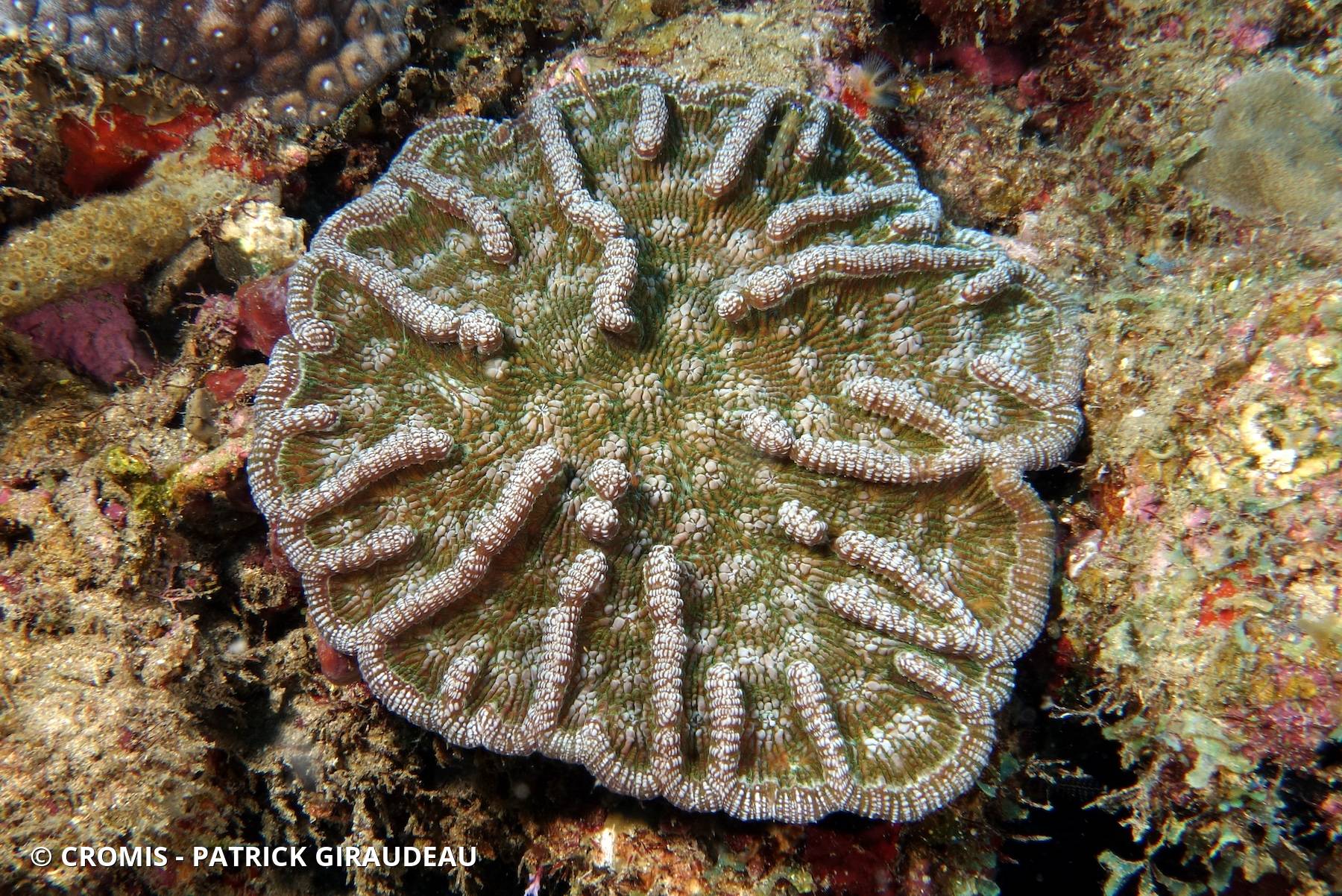 Corail cactus à bosses