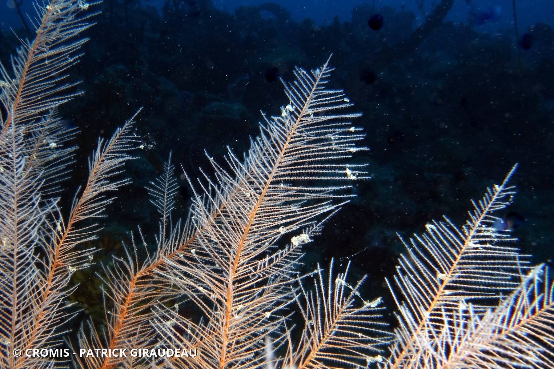 Corail noir plumeux