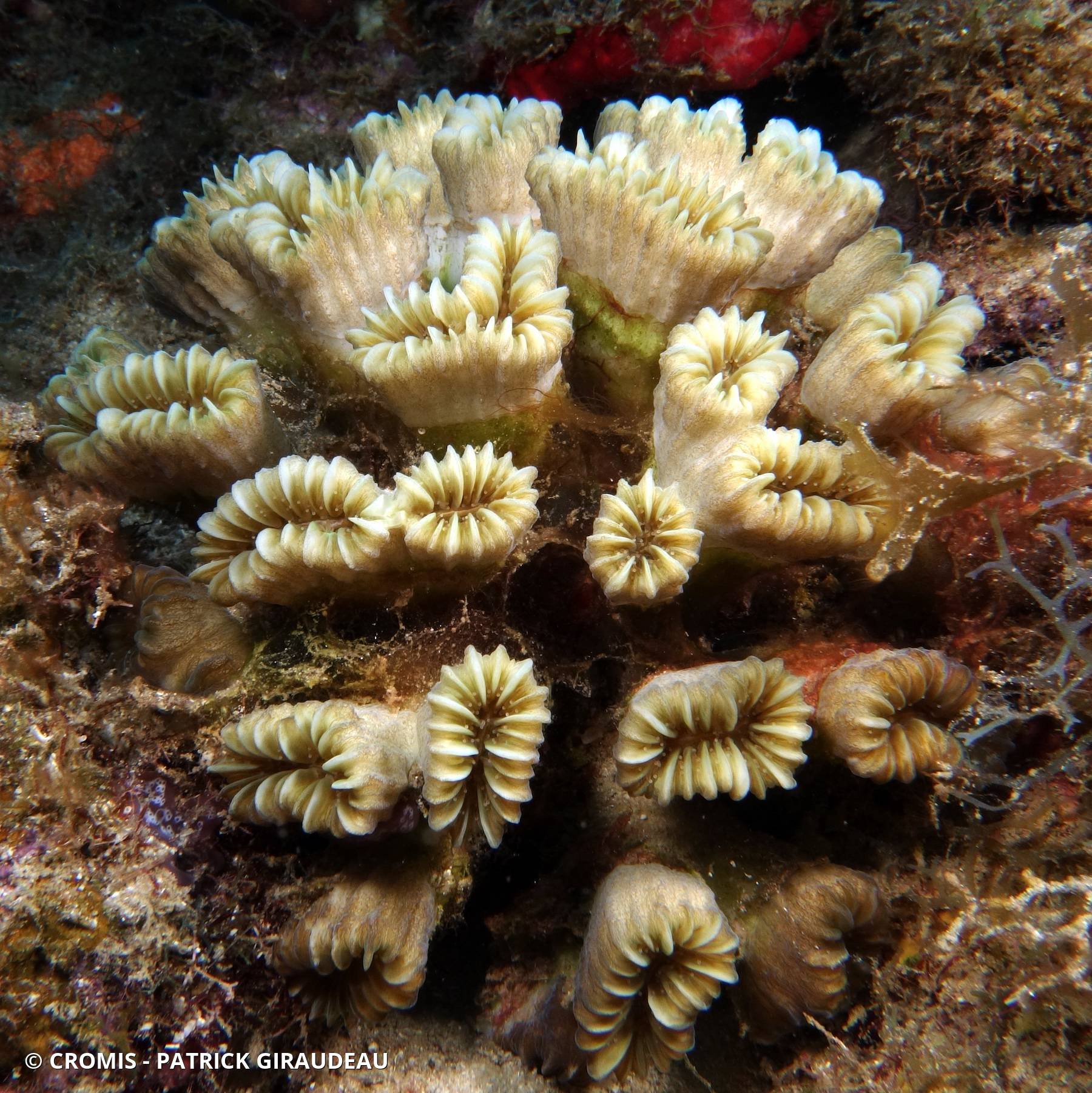 Corail fleur doux