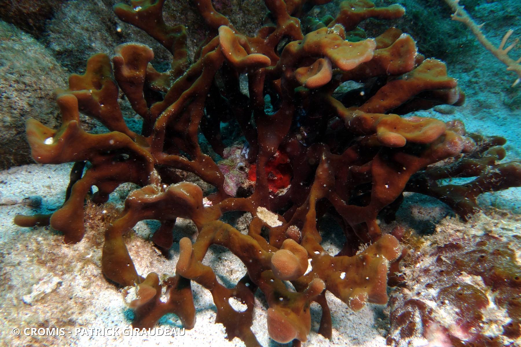 Eponge vasque brune