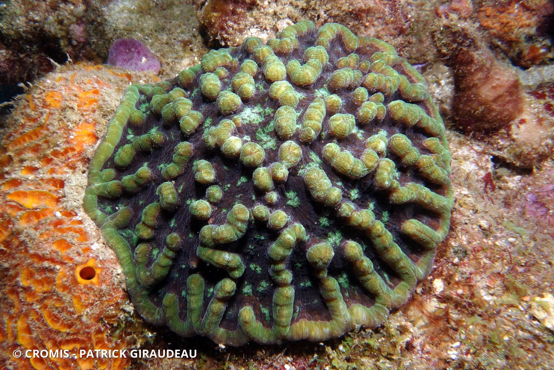 Corail cactus rugueux