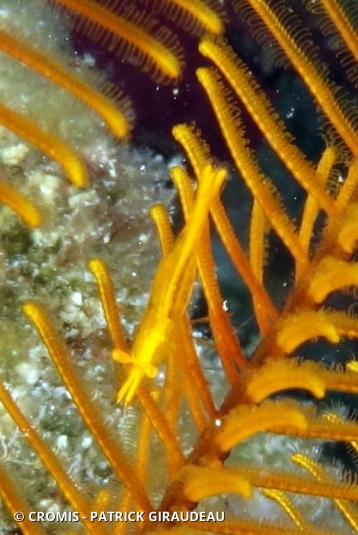 Crevette des comatules dorées