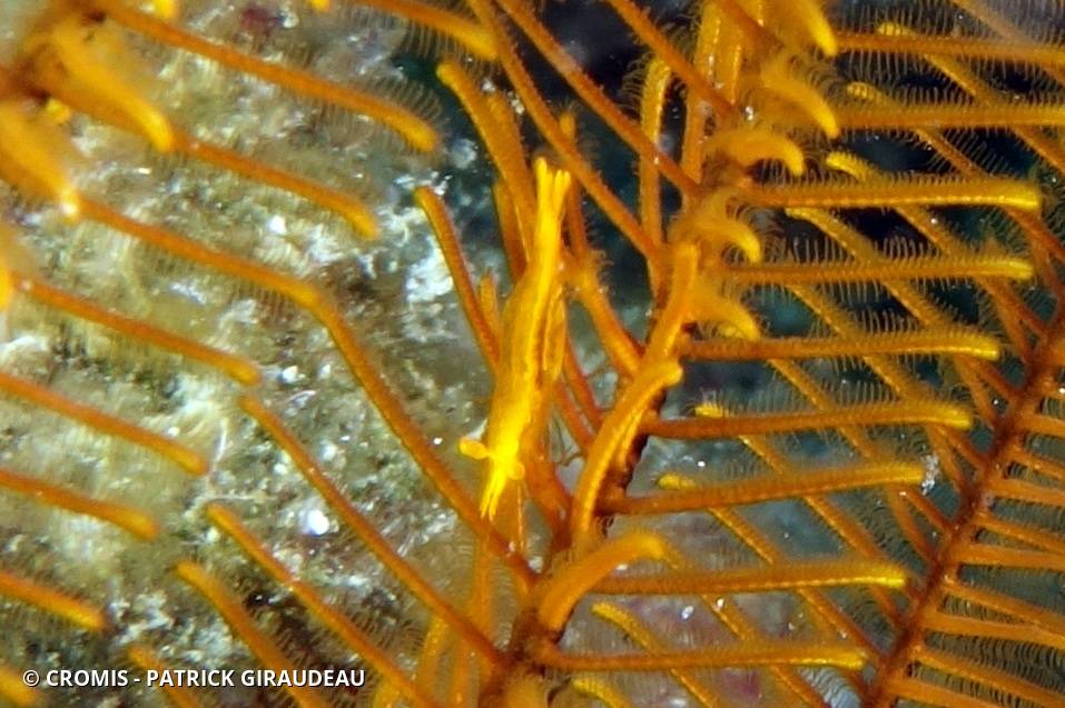 Crevette des comatules dorées