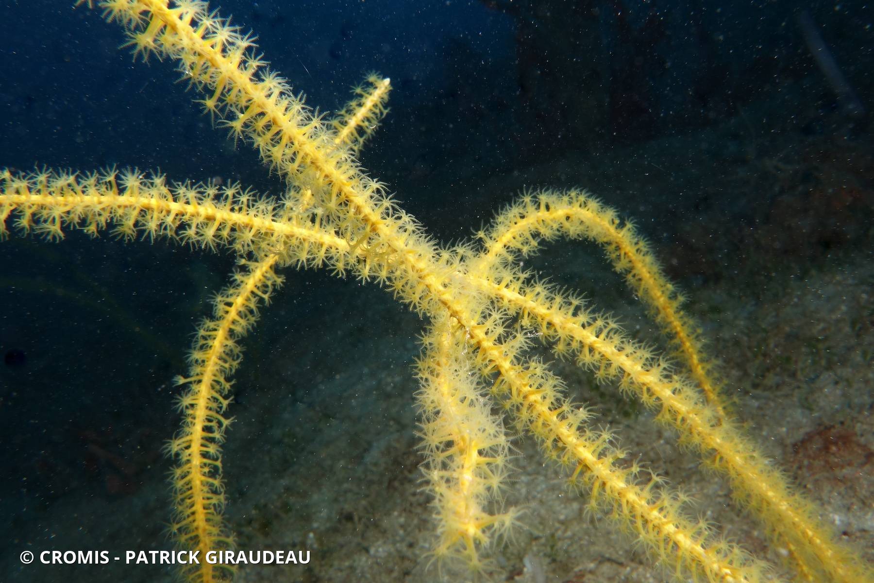 Leptogorgia des Caraïbes