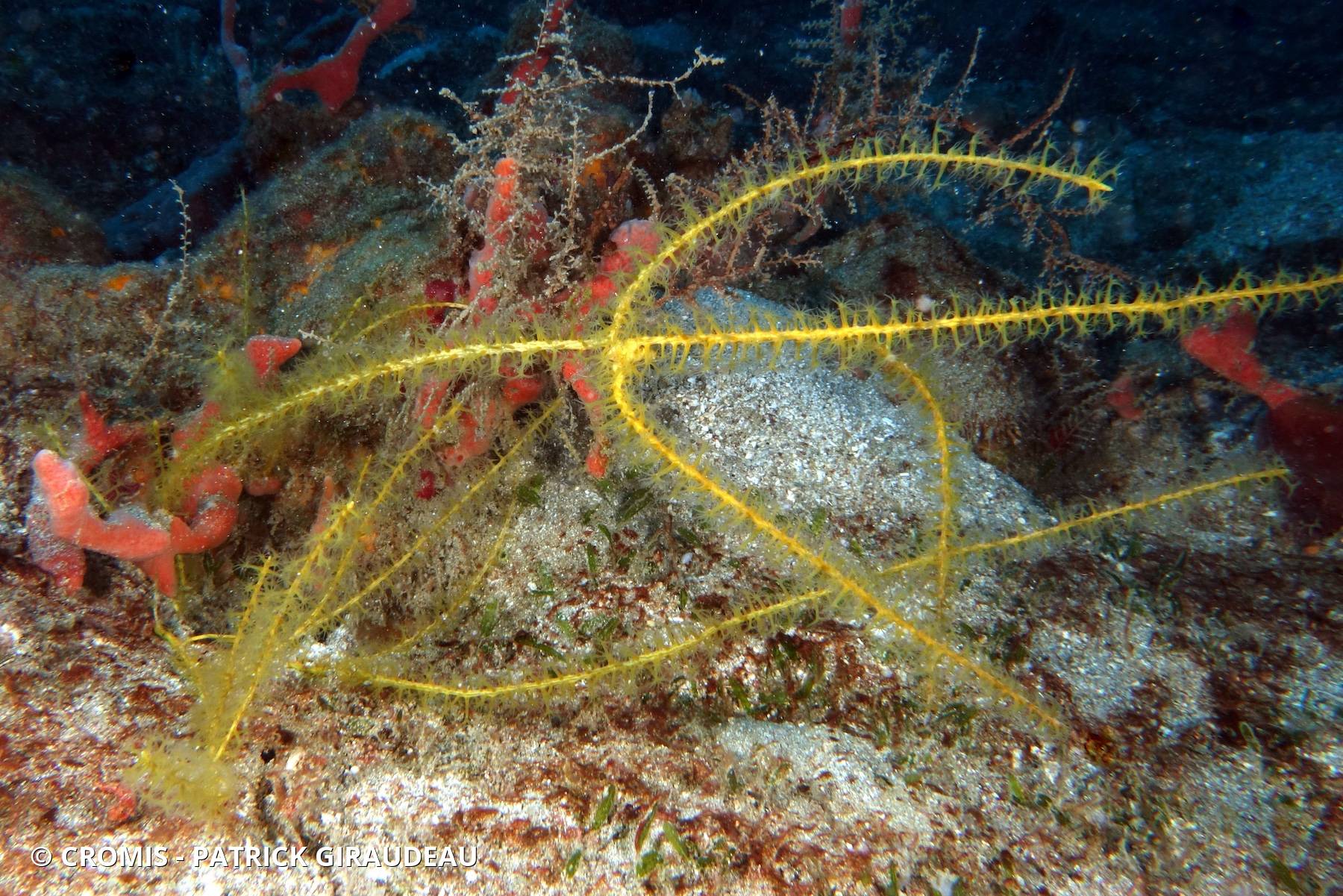 Leptogorgia des Caraïbes