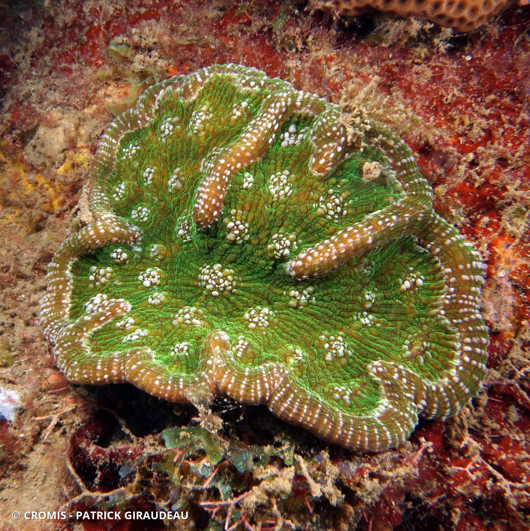 Corail cactus à bosses