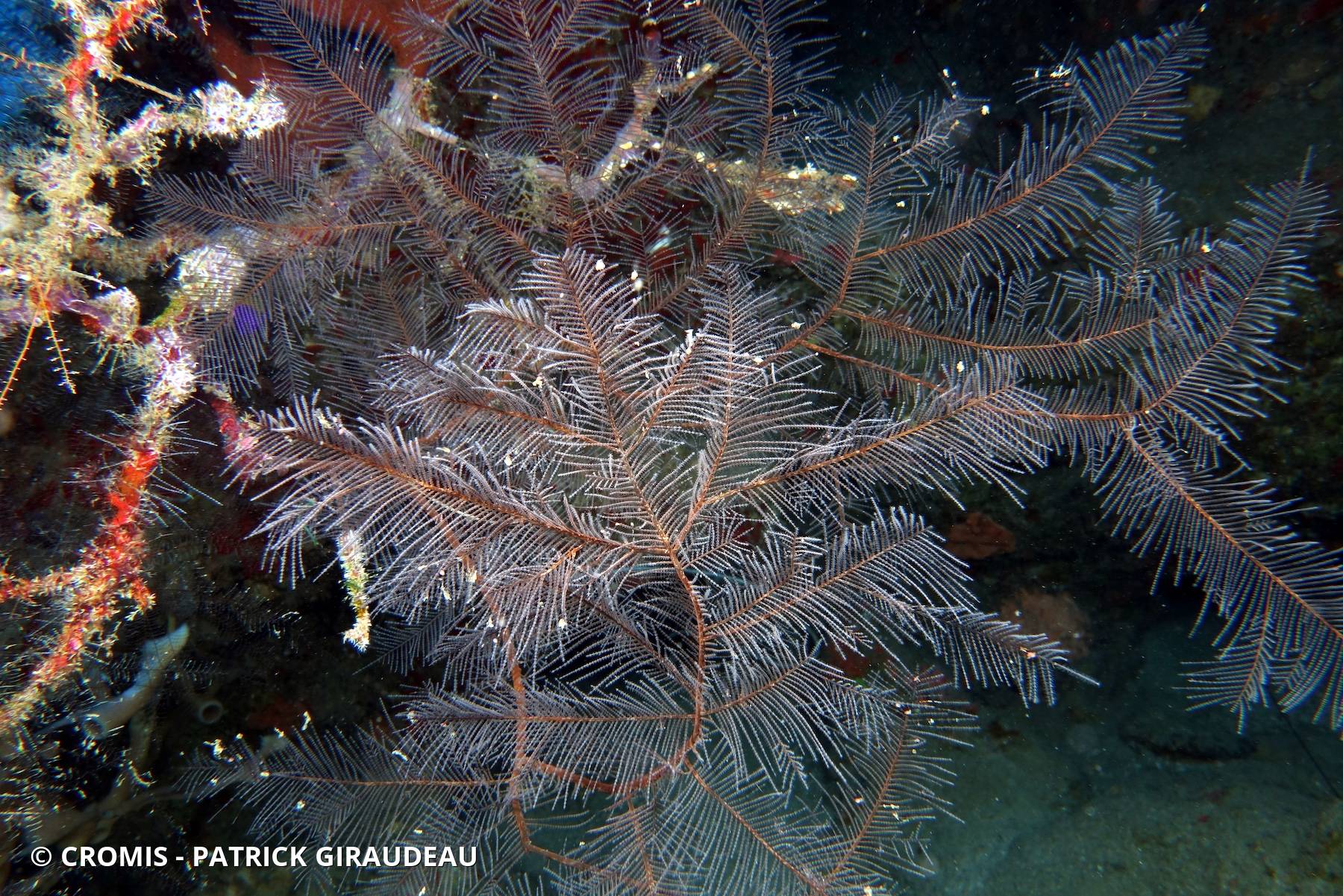 Corail noir plumeux