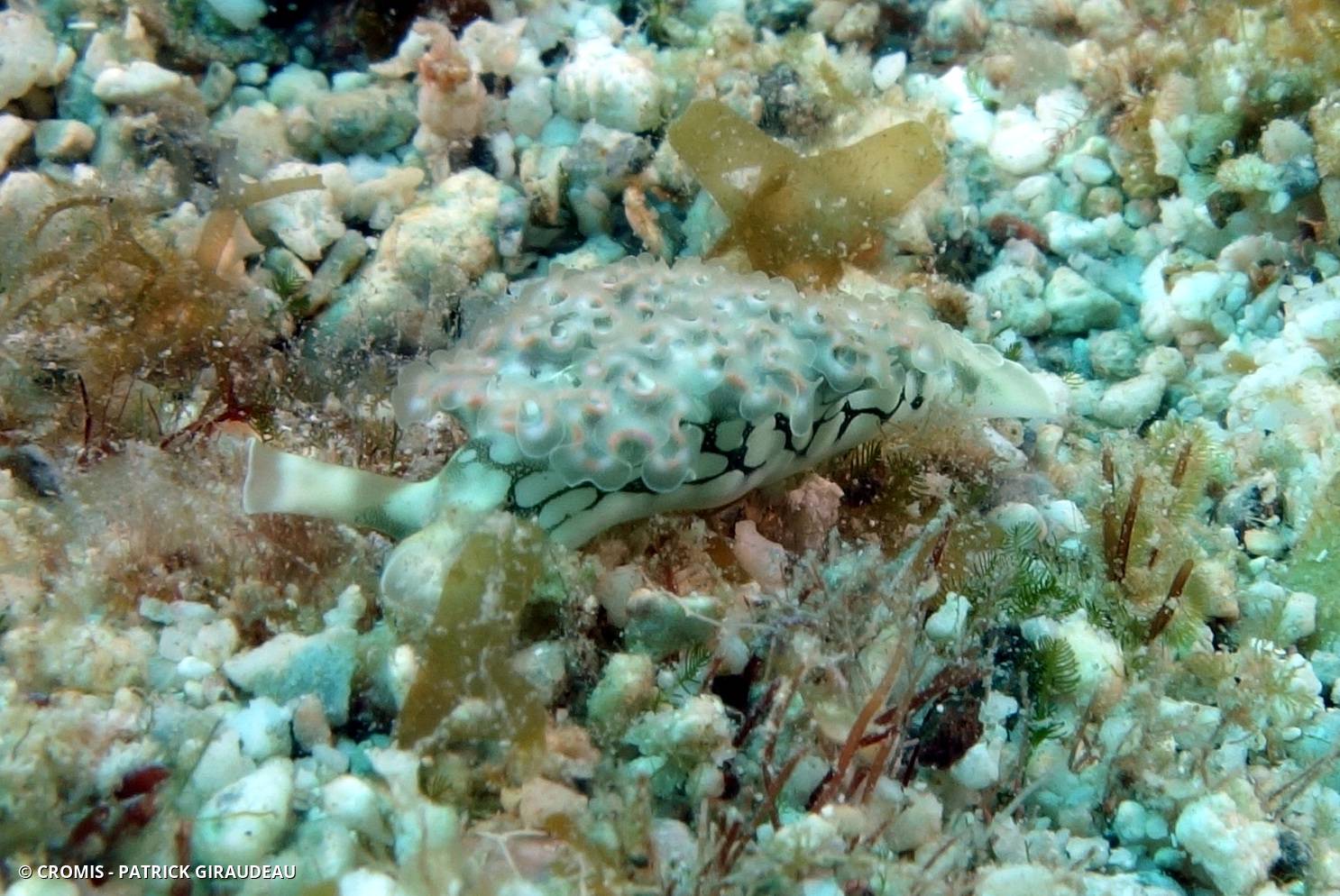 Limace de mer frisée