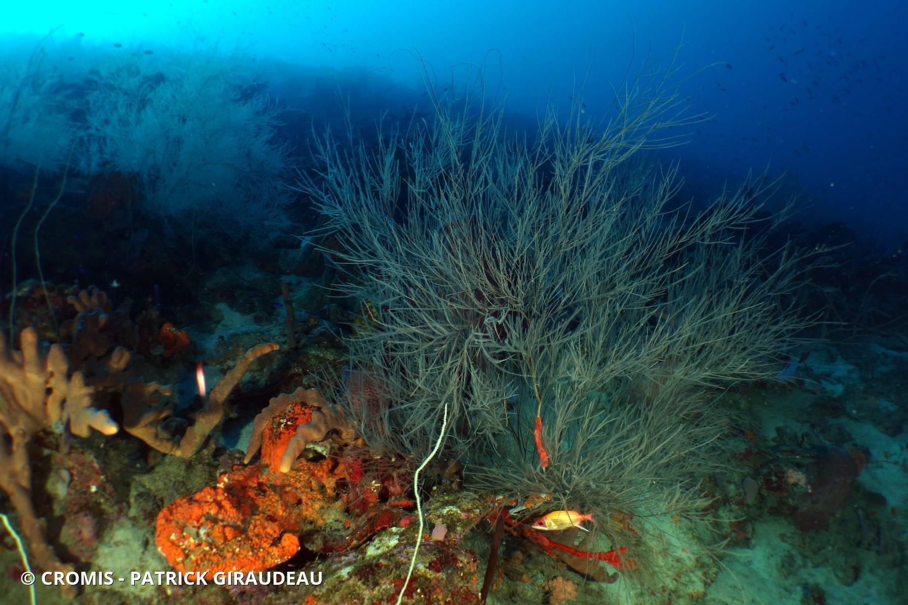 Corail noir tropical