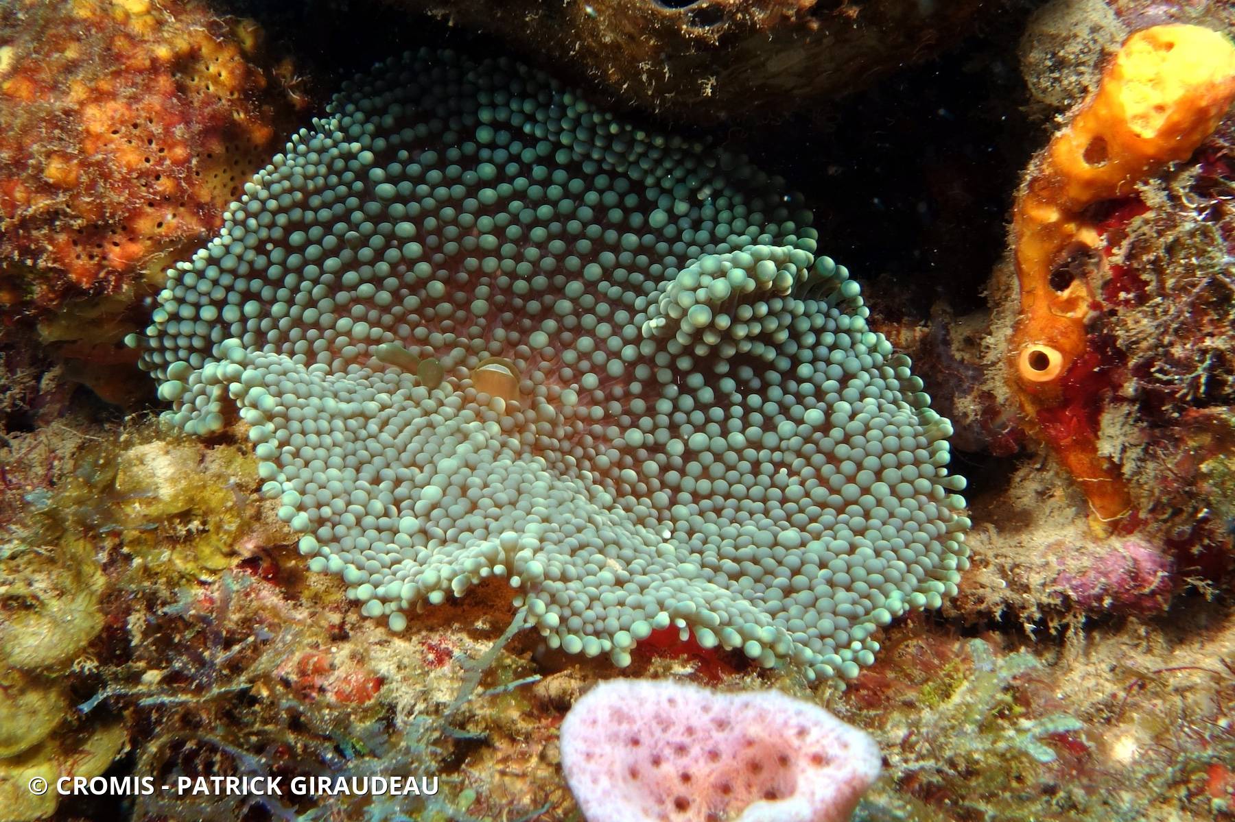 Corallimorphaire verruqueux